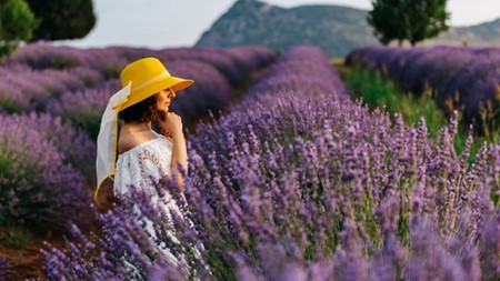 伊斯巴达薰衣草