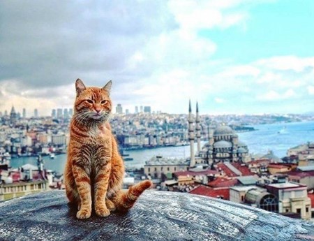 伊斯坦布尔的猫史：它们来自哪里？