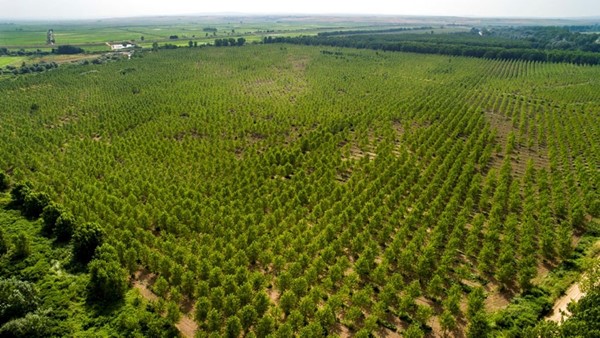 土耳其是欧洲第一个造林的国家